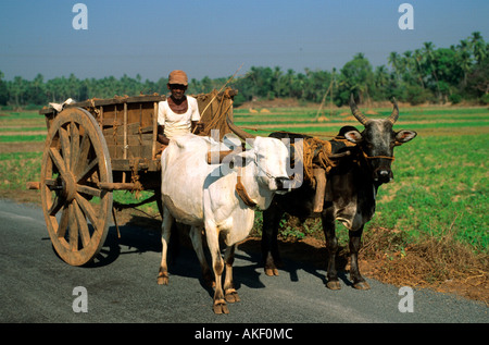 Indien, Goa, Bezirk Bardez, Anjuna, Ochsenkarren Stockfoto