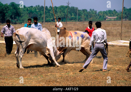 Indien, Goa, Bezirk Salcete, Stierkampf Stockfoto