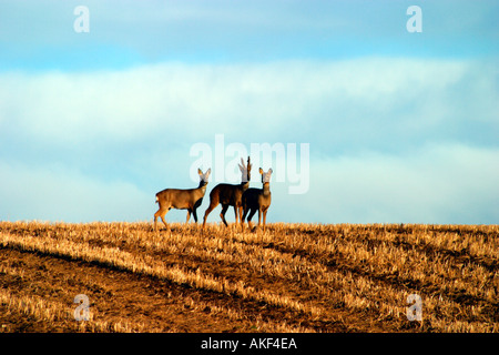 Rehe im Bauern-Feld Stockfoto