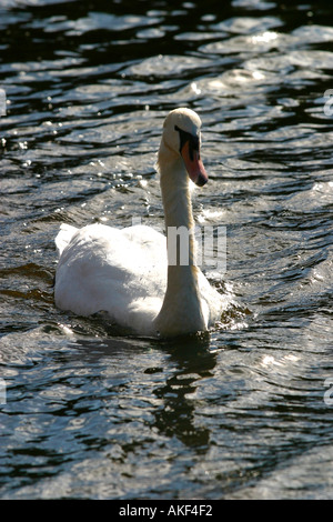 Schwan, Baden Stockfoto