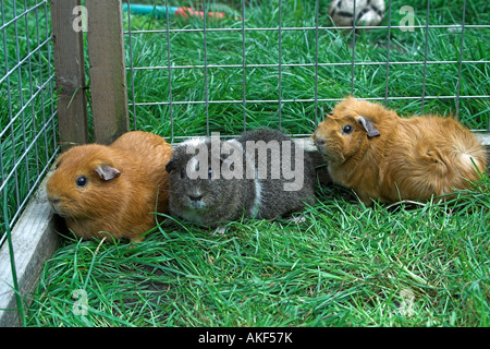 Drei Meerschweinchen im Auslauf. Stockfoto