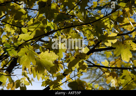 Sonnenlicht durch den Herbst gefärbte Blätter von Feld Ahorn Acer campestre Stockfoto