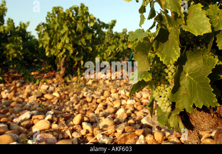 Châteauneuf-du-Pape, Weinberg Stockfoto
