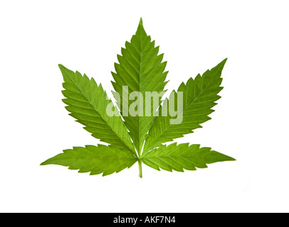 Cannabis oder Marihuana Blatt auf einem weißen studio Hintergrund. Stockfoto