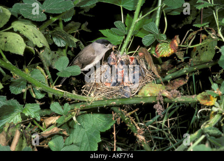 Mönchsgrasmücke Sylvia Atricapilla Männchen am Nest, die Jungen füttert Stockfoto