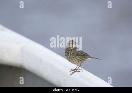 Pieper Felsen thront auf Boot, Norfolk Winter Stockfoto