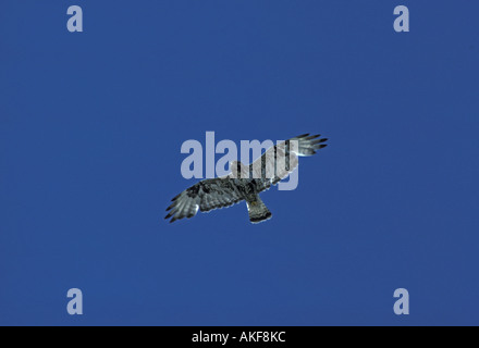 Rau Beinen Bussard Buteo Lagopus Flug blauen Himmel Stockfoto