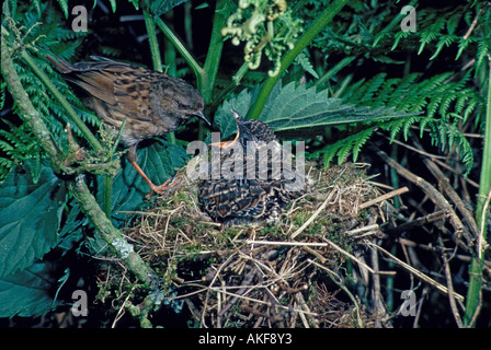 Kuckuck Cuculus Canorus Nahaufnahme von Heckenbraunelle oder Hedge Sparrow Fütterung, anspruchsvoll Stockfoto