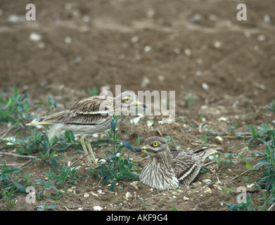 Stone Curlew Burhinus Oedicnemus paar am nest Stockfoto