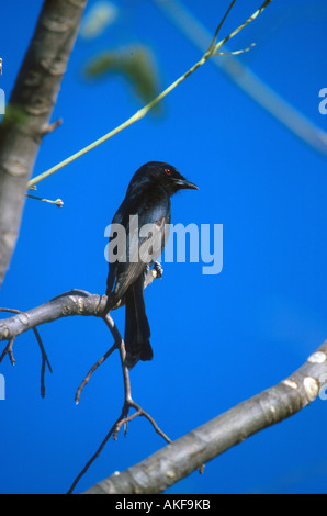 Gabel angebundene Drongo Dicrurus Adsimilis Namibia Stockfoto