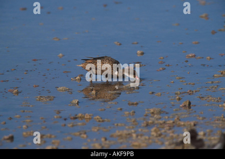 Weißen Sie Wangen oder Bahamas Pintail Anas Bahamensis Galapagos Rennen Stockfoto