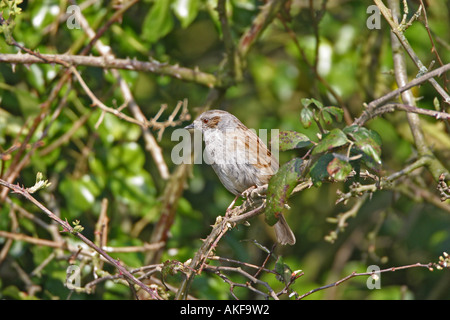 Heckenbraunelle Prunella Modularis thront in Hecke Stockfoto