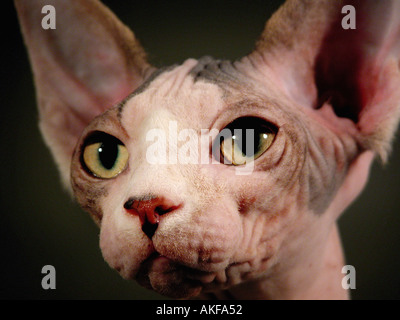 Das Gesicht einer Sphynx Rasse der Show Cat ohne Haare Stockfoto