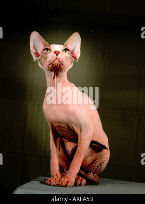 Das Gesicht einer Sphynx Rasse der Show Cat ohne Haare Stockfoto