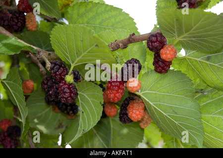 Blatt und Frucht der gemeinsamen Maulbeere Stockfoto