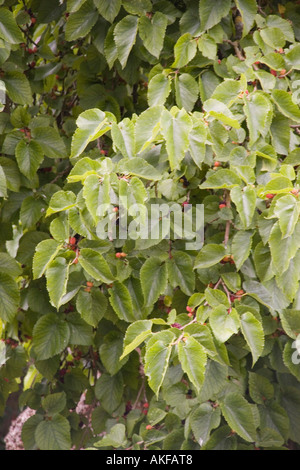 Blätter und Früchte der gemeinsamen Maulbeere Stockfoto