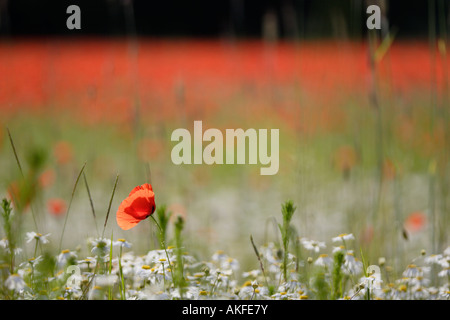 Mohn und Margeriten und chamomilla Stockfoto