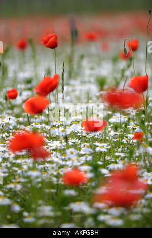 Mohn und Margeriten und chamomilla Stockfoto