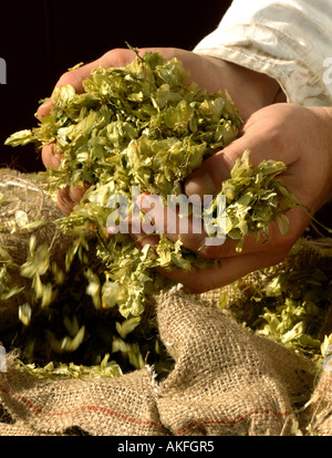 Hopfen bereit, gewogen und hinzu kommt die Maische in den Prozess der Bier zu brauen. Stockfoto