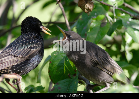 Starling Küken gefüttert. Starling Küken von einem Elternteil gefüttert. (Sturnus Vulgaris) Stockfoto