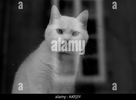 Weiße Katze spähte durch ein schmutziges Fenster Stockfoto