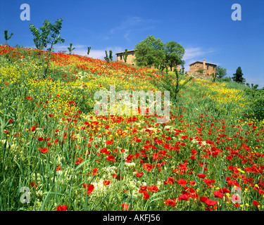 IT - TUSCANY: Typisches Haus in der Nähe von Pieve eine Salti Stockfoto