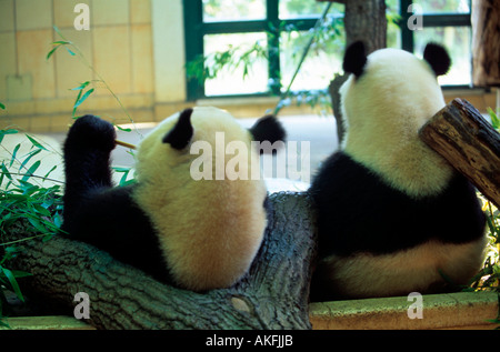 Pandabären Im Tiergarten Stockfoto