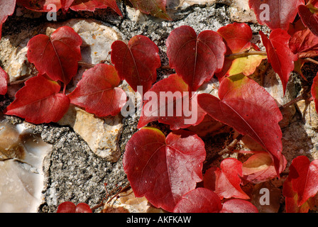 Boston-Efeu Parthenocissus Tricuspidata Blätter leuchtend rot Stockfoto