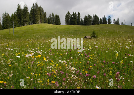 Alm mit Blumen Stockfoto