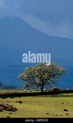 BEN LOMOND UND DIE WECHSELNDEN WETTERLAGEN IM TROSSACHS BEREICH DER ZENTRAL-SCHOTTLAND Stockfoto