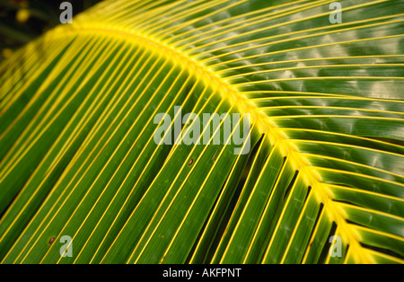 Palmblätter. Malediven Stockfoto