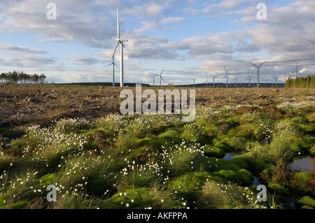 Wollgras mit Windkraftanlagen im Hintergrund, Schottland Stockfoto