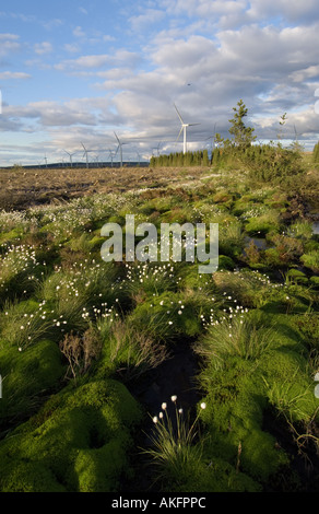 Wollgras mit Windkraftanlagen im Hintergrund, Schottland Stockfoto