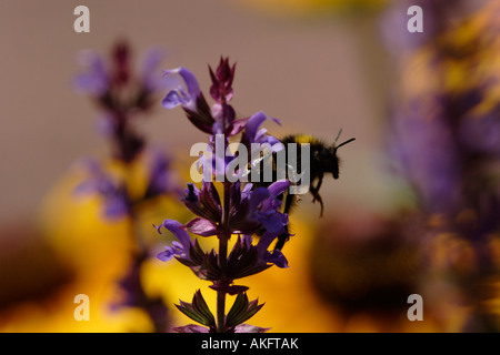 Gemeinsamen Carder Bee (Bombus Agrorum) Fütterung auf Lavendel Stockfoto