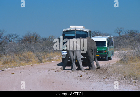 Afrikanischer Elefant (Loxodonta Africana), vor Touristenbus, Namibia, Etosha NP Stockfoto