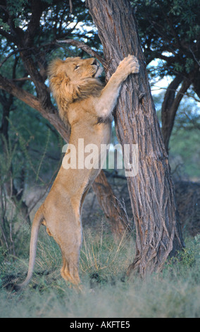 Löwe (Panthera Leo), Schärfen der Krallen an einem Baum, Namibia Stockfoto