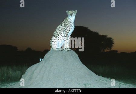 Gepard (Acinonyx Jubatus), sitzen auf Termitenhügel im Morgengrauen, Namibia Stockfoto