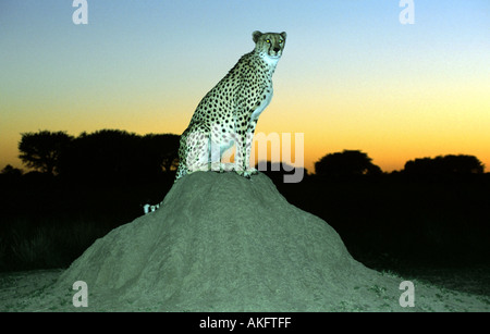 Gepard (Acinonyx Jubatus), sitzen auf Termitenhügel im Morgengrauen, Namibia Stockfoto