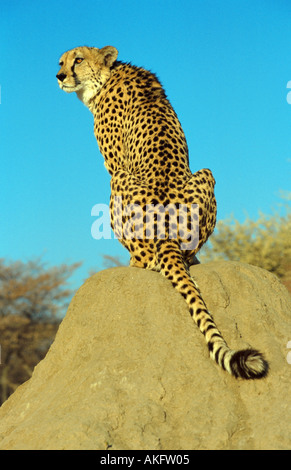 Gepard (Acinonyx Jubatus), sitzen auf Termitenhügel, Namibia Stockfoto