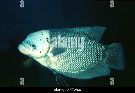 Gurami, riesige Gourami (Osphronemus Goramy) Stockfoto