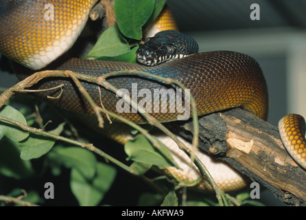 Weißlippen Python (Liasis Albertisi) Stockfoto