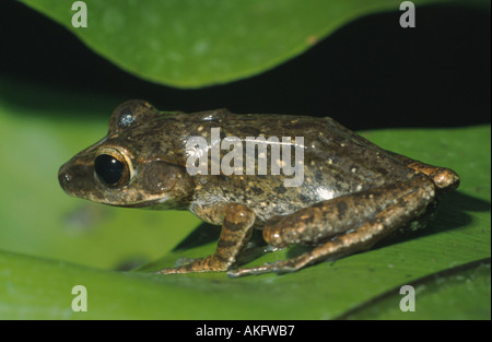 weiße Lippen Treefrog (Rhacophorus Leucomystax, Polypedates Leucomystax), sitzt auf einem Blatt Stockfoto