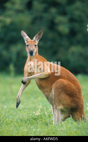 rote Känguruh, Känguru, blauen Flieger (Macropus Rufus, Megaleia Rufa), Ebenen kratzen einarmig, größte Beuteltier Art Stockfoto