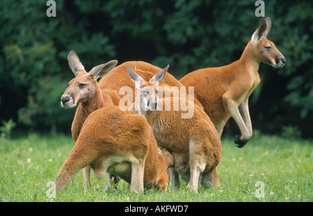 roter Känguruh, Ebenen Känguru, blauen Flieger (Macropus Rufus, Megaleia Rufa), Männlich, junge, größte Beuteltiere Arten Pflege Stockfoto