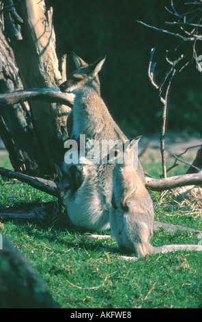 Red-necked Wallaby, Bennetts Wallaby (Macropus Rufogriseus, Wallabia Rufogrisea), junge und weibliche mit jungen im Beutel Stockfoto