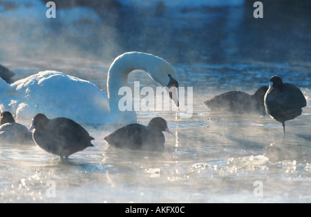 Mute Swan und schwarzen Wasserhuhn (Cygnus Olor, Fulica Atra, Höckerschwan und schwarzen Wasserhuhn), im Winter auf zugefrorenen See Stockfoto