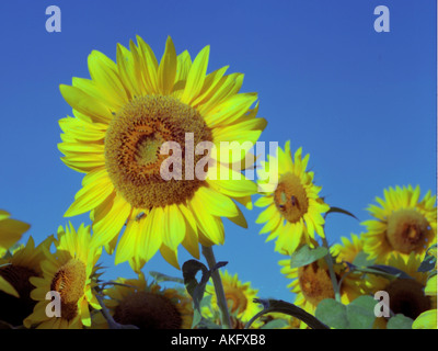 Sonnenblumen in voller Blüte Stockfoto