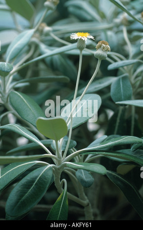 Marlborough Rock Daisy (Pachystegia Insignis), blühen Stockfoto