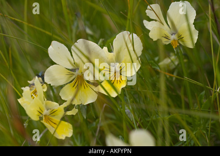 Berg-Stiefmütterchen - Viola lutea Stockfoto