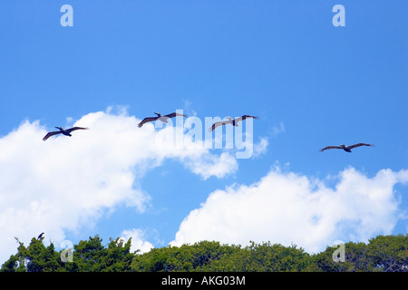 Vier Pelikane im Flug über Küstengebiet Stockfoto